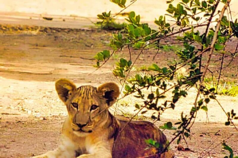 Victoria Falls: Dry Safari Game drive in National Park - The Sum Up