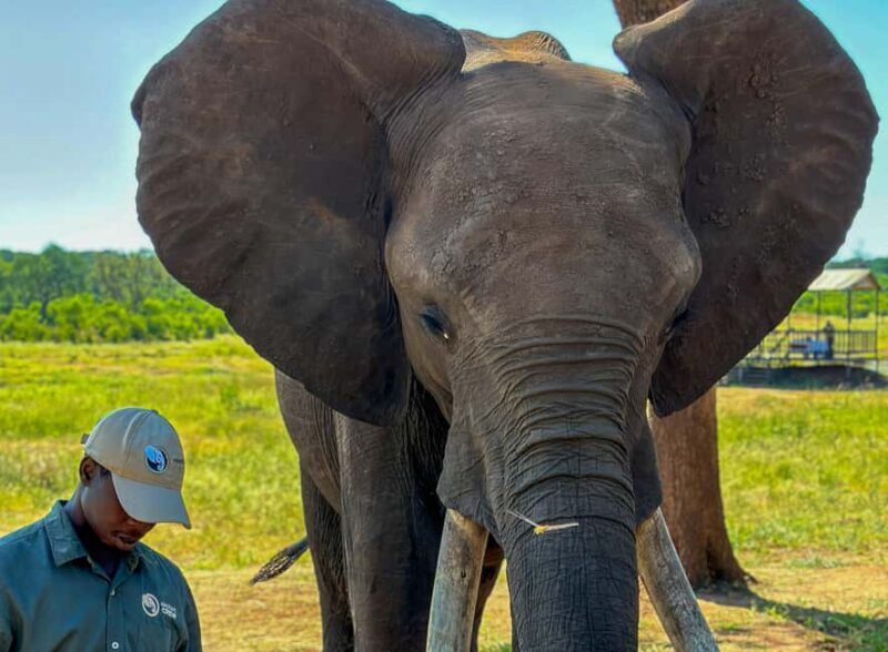 Victoria Falls: Elecrew Through The Eyes Of An Elephant - An In-Depth Look at the Victoria Falls Elephant Experience