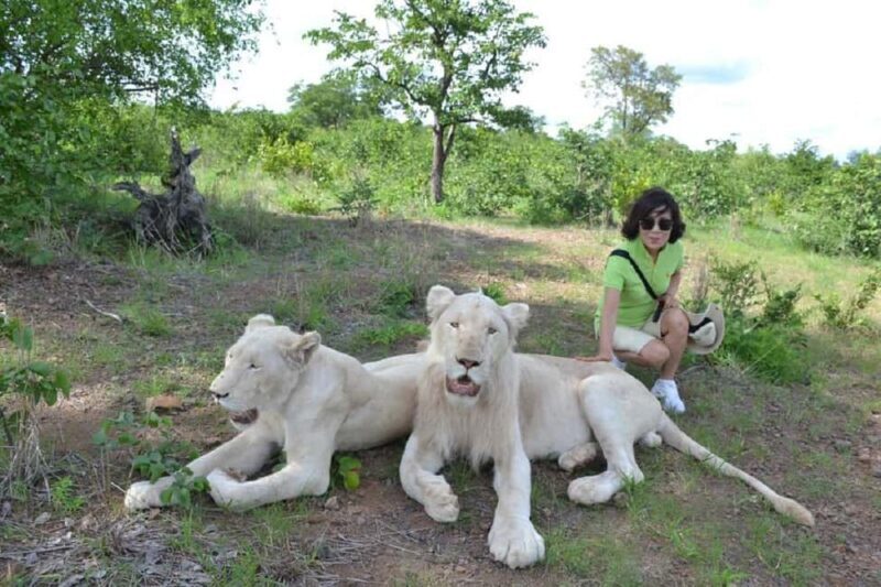 Victoria Falls: Elephant, Lion, and Cheetah Encounter - An Authentic, Up-Close Wildlife Experience