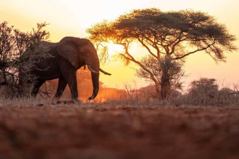 Victoria Falls Full Day Game Drive - Key Points