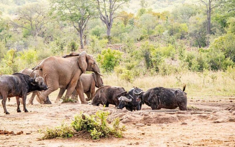 Victoria Falls Full Day Game Drive - Who Should Book This Tour?