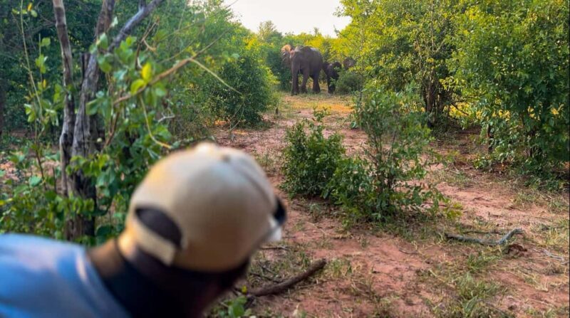 Victoria Falls: Game Walk in the Zambezi National Park - Key Points