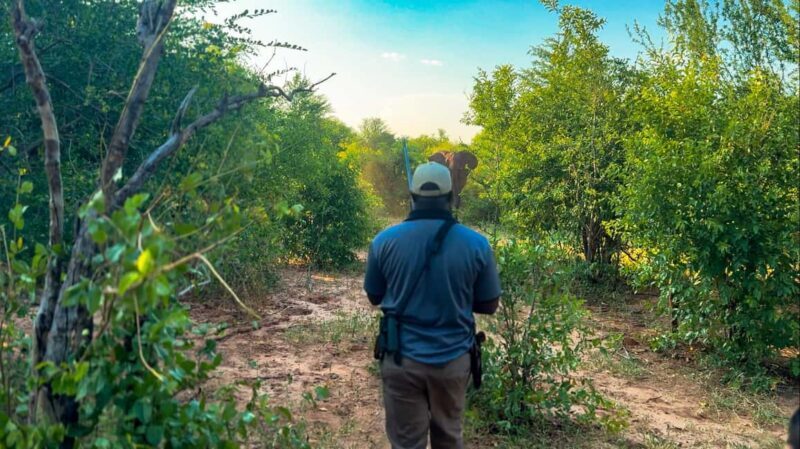 Victoria Falls: Game Walk in the Zambezi National Park - An In-Depth Look at the Experience
