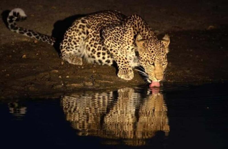Victoria falls: Night Game Drive with 3-Course Bush Dinner - What Makes This Tour Special?