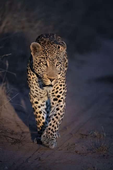 Victoria falls: Night Game Drive with 3-Course Bush Dinner - The Itinerary: From Sunset to Stars