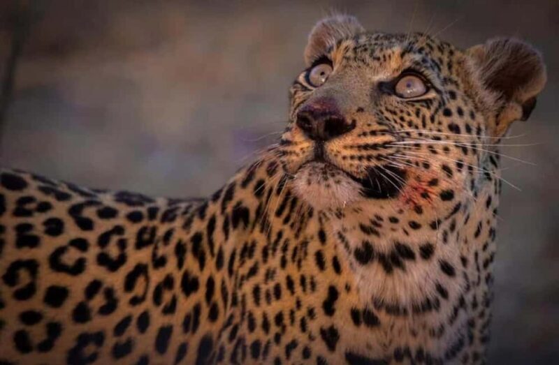 Victoria falls: Night Game Drive with 3-Course Bush Dinner - The Value of the Experience