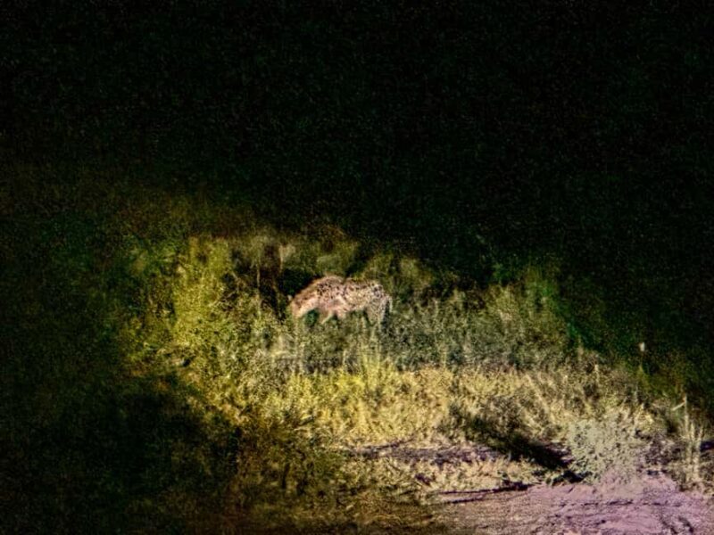 Victoria Falls: Night Game Drive Zambezi National Park - FAQ