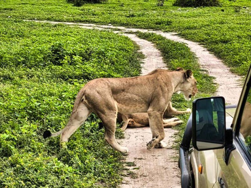 Victoria Falls: Quadripoint and Chobe Day Trip with Lunch - Key Points