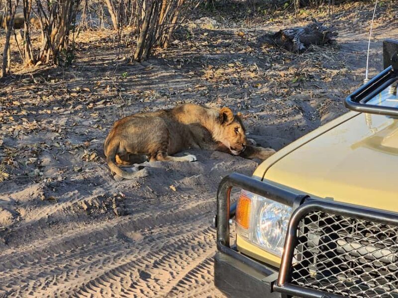 Victoria Falls: Quadripoint and Chobe Day Trip with Lunch - A Closer Look at the Itinerary and Experience