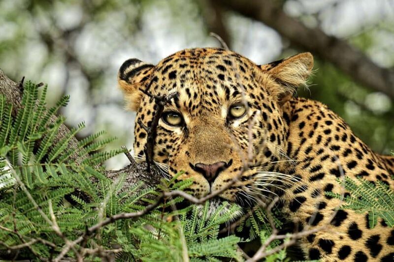 Victoria Falls: Quadripoint and Chobe Day Trip with Lunch - Practical Tips for Travelers