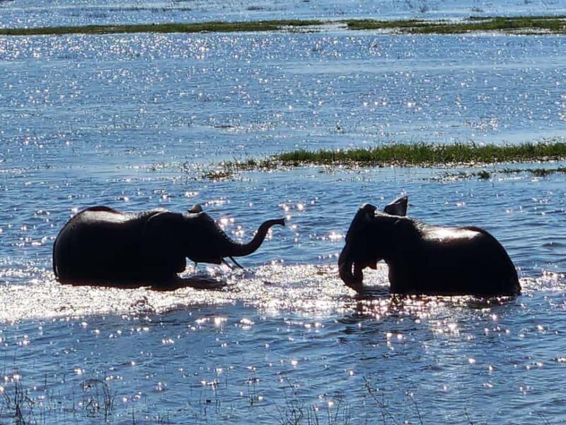 Victoria Falls: Quadripoint and Chobe Day Trip with Lunch - Frequently Asked Questions