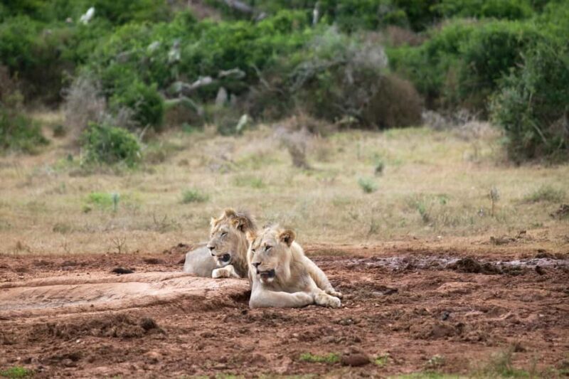 Victoria Falls & Safari Full day Experience - Final Thoughts
