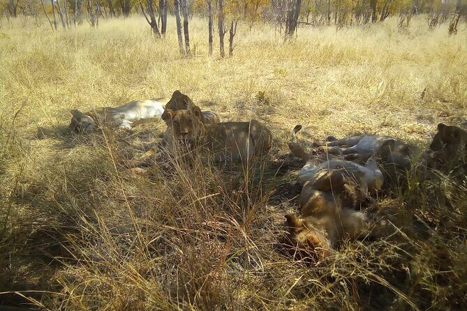 Victoria Falls Safari Tour Full Day - Final Thoughts