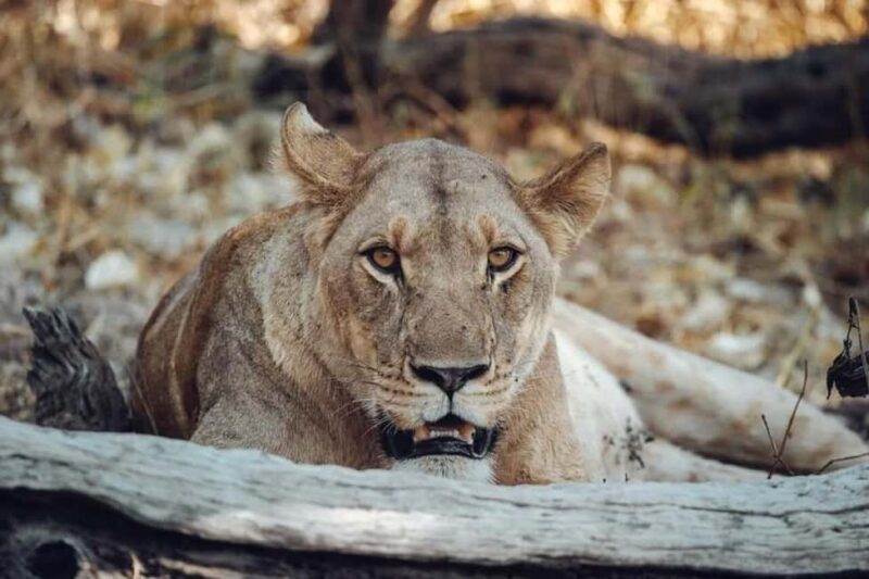 Victoria Falls to Chobe Full Day Trip x - Key Points