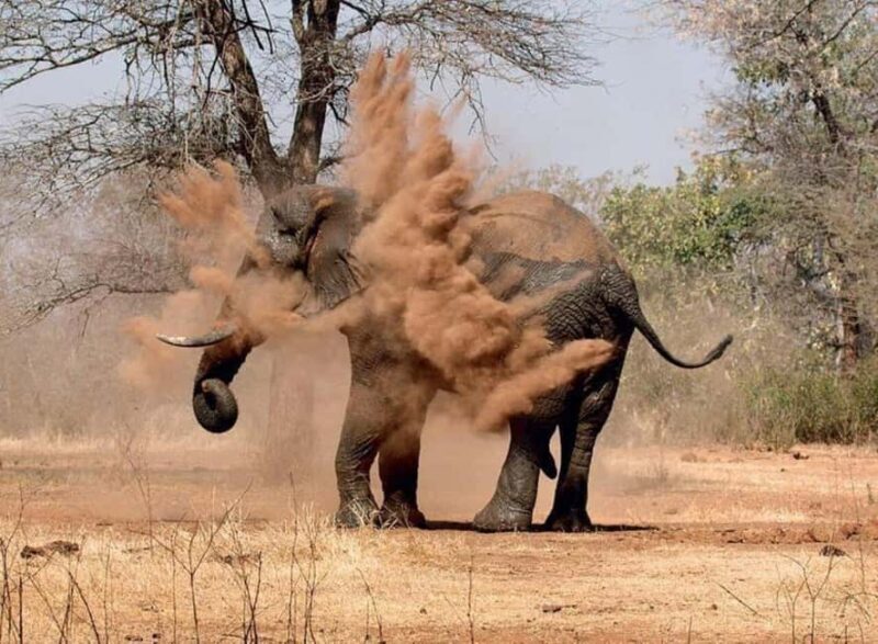 Victoria Falls to Chobe Full Day Trip x - A Deep Dive into the Victoria Falls to Chobe Full Day Trip