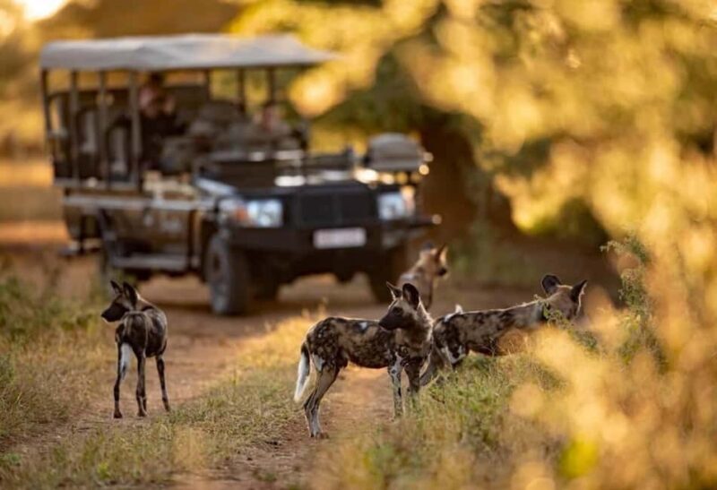 Victoria Falls to Chobe Full Day Trip x - Analyzing the Value