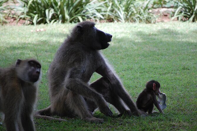 Victoria Falls Tour from Livingstone - The Value for Money