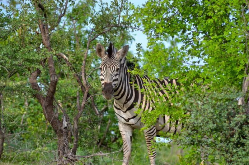 Victoria Falls: Zambezi National Park Game Drive - An Introduction to the Experience