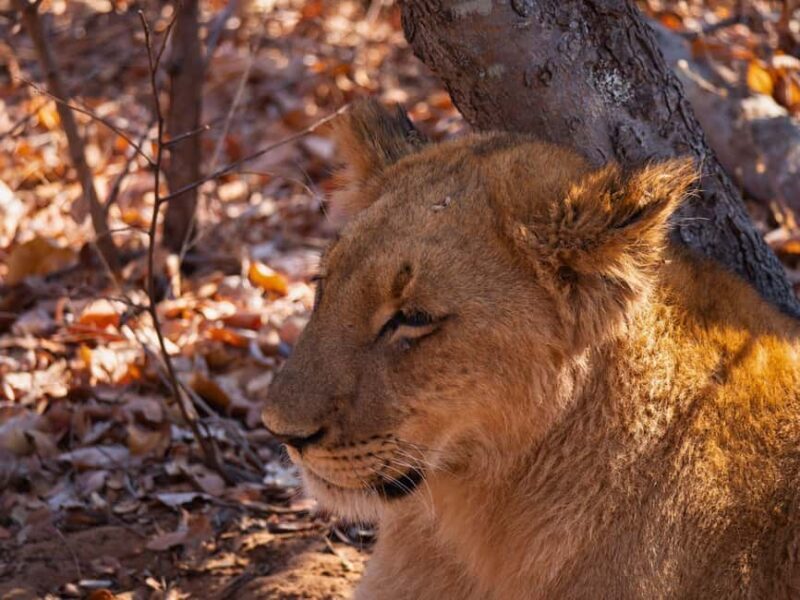 Victoria Falls: Zambezi National Park Game Drive - The Sum Up