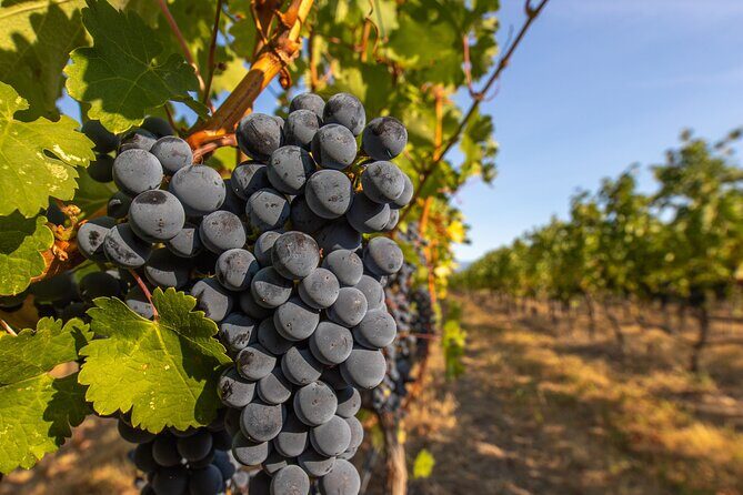 Victoria Full Day Guided Wine Tour With 4 Wineries - An Authentic Wine Experience on Vancouver Island