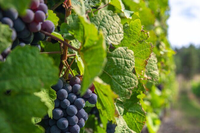 Victoria Grapes to Grains Full Day Guided Tour - Final Thoughts