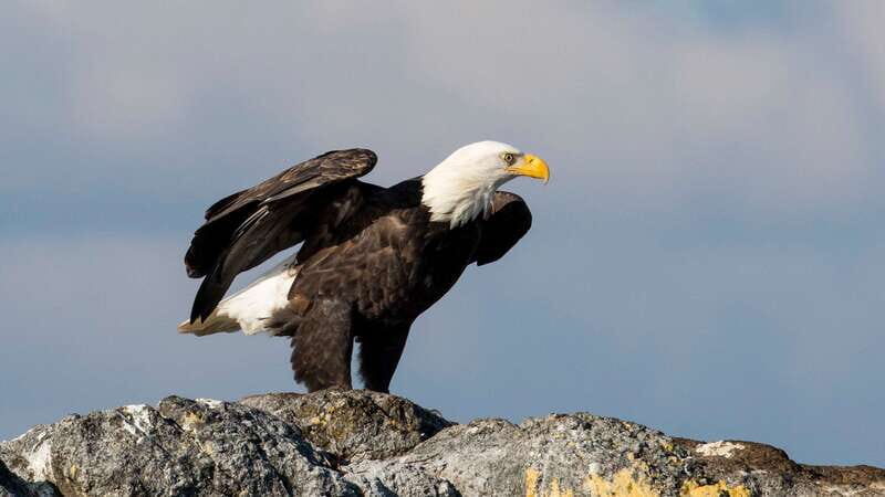 Victoria: Guided Wildlife-Watching Tour by Catamaran - Key Points
