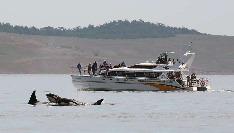 Victoria: Guided Wildlife-Watching Tour by Catamaran - An In-Depth Look at the Experience