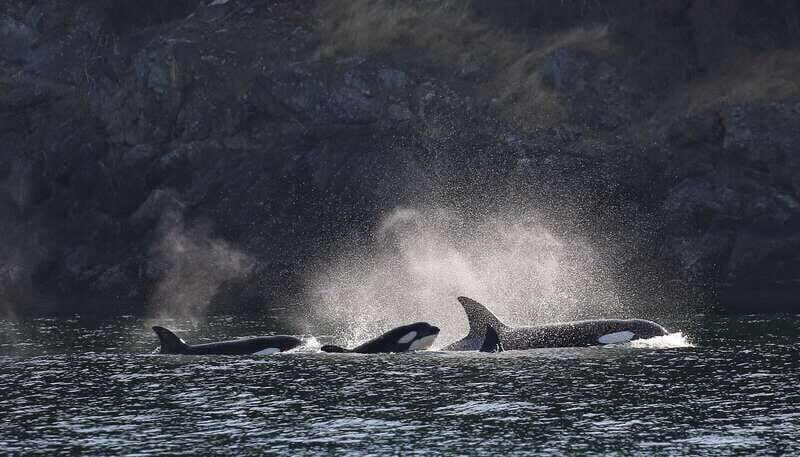 Victoria: Guided Wildlife-Watching Tour by Catamaran - Practical Tips for Travelers
