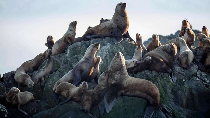 Victoria: Guided Wildlife-Watching Tour by Catamaran - Who Should Consider This Tour?
