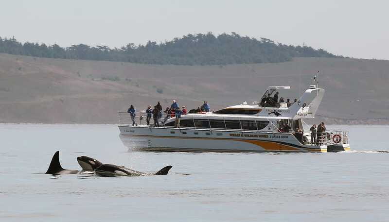 Victoria: Guided Wildlife-Watching Tour by Catamaran - Final Thoughts