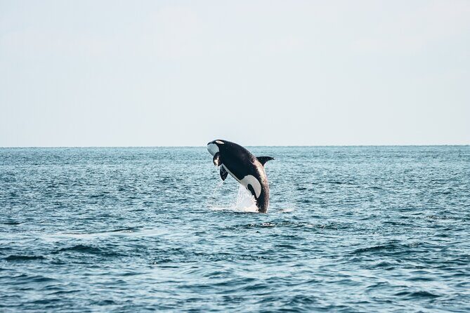 Victoria Half-Day Whale Watching Adventure with Free Photos - Key Points