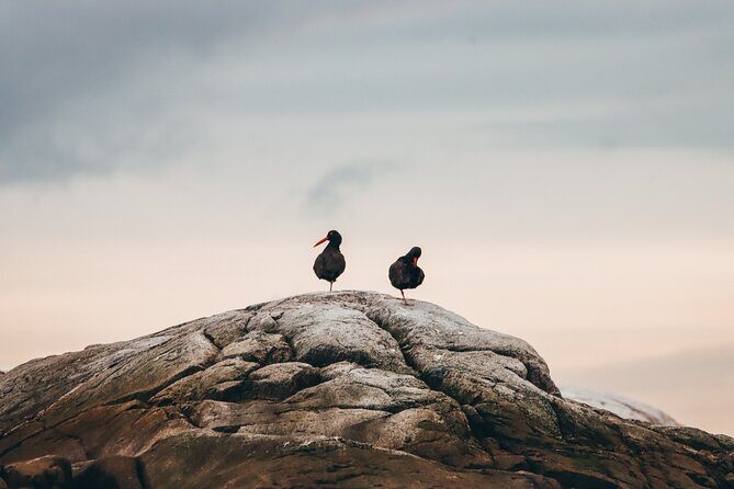 Victoria Half-Day Whale Watching Adventure with Free Photos - Practical Tips for Future Travelers