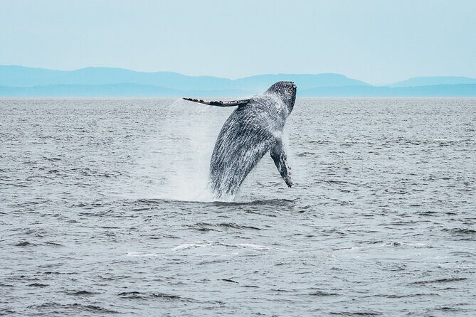 Victoria Half-Day Whale Watching Adventure with Free Photos - The Sum Up: Who Will Love This Tour?
