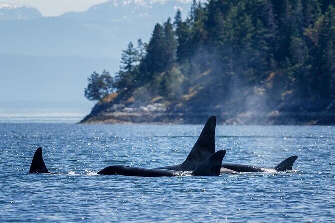 Victoria Highlights & Whale Watching Tour - Key Points