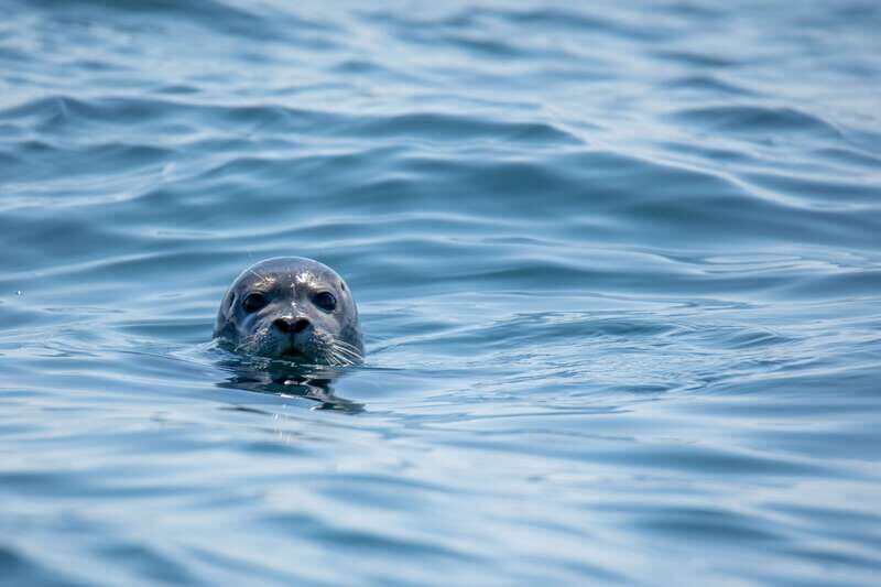 Victoria: Morning Whale-Watching Tour in Scarab Boat - Key Points