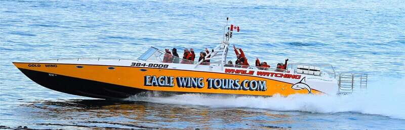 Victoria: Morning Whale-Watching Tour in Scarab Boat - An In-Depth Look at the Experience