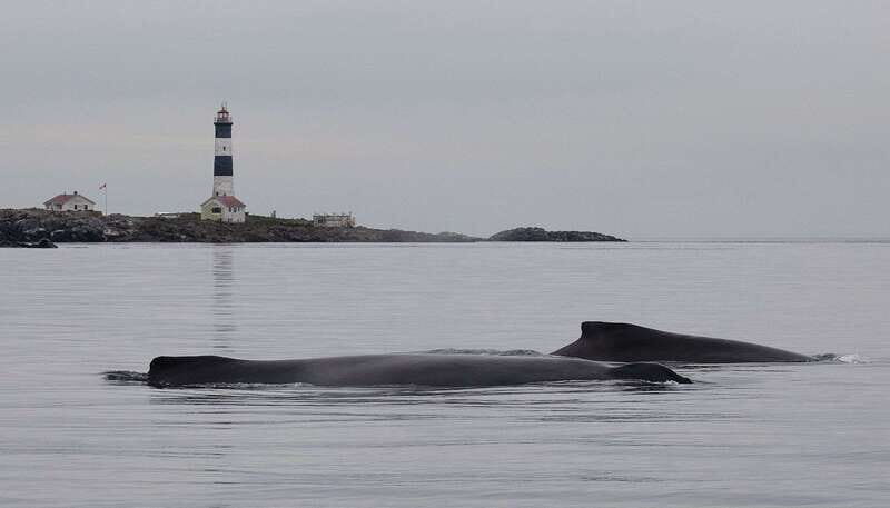 Victoria: Morning Whale-Watching Tour in Scarab Boat - Who Will Love This Tour?