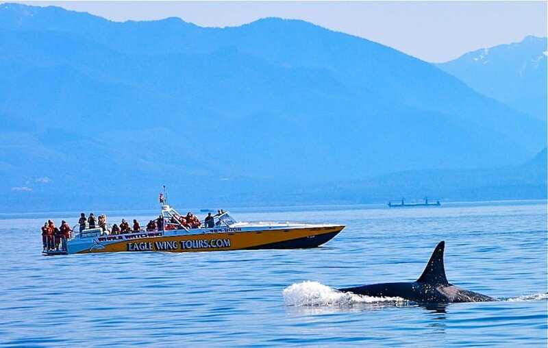 Victoria: Morning Whale-Watching Tour in Scarab Boat - Final Thoughts: A Genuine Marine Experience