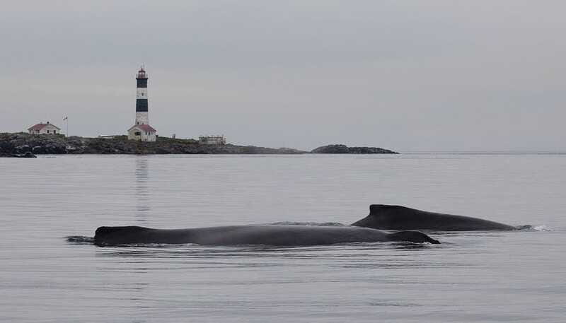 Victoria: Morning Whale-Watching Tour in Scarab Boat - Who Is It Best For?