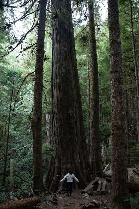 Victoria: Old Growth Rainforest Canyon Waterfall and Beaches - Who Should Consider This Tour?