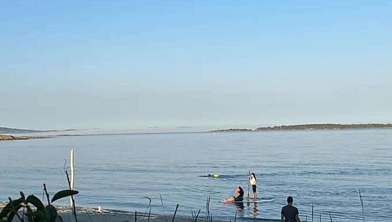 Victoria: Paddle Board Tour at Willows Beach - Key Points