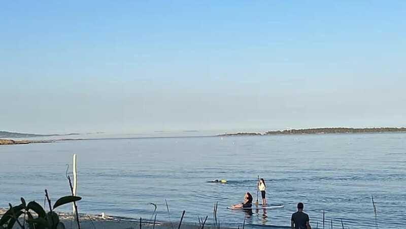 Victoria: Paddle Board Tour at Willows Beach - Important Details for Planning