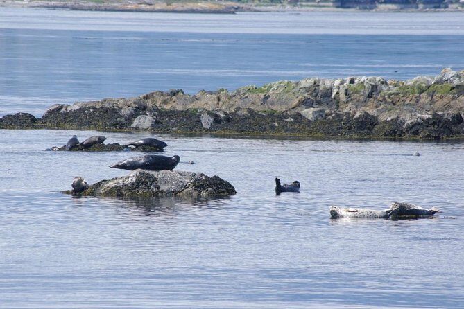 Victoria Shore Excursion: Whale-Watching Cruise with Expert Naturalist Guides - An In-Depth Look at the Tour Experience