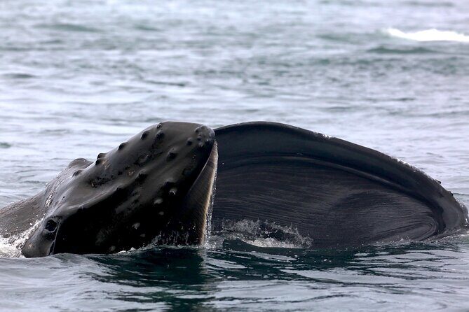Victoria Shore Excursion: Whale-Watching Cruise with Expert Naturalist Guides - Final Thoughts