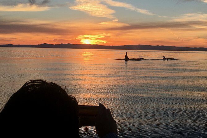 Victoria Sunset Whale-Watching Cruise - Key Points
