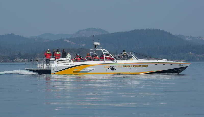 Victoria: Sunset Whale Watching Tour on an Open Scarab Boat - Key Points