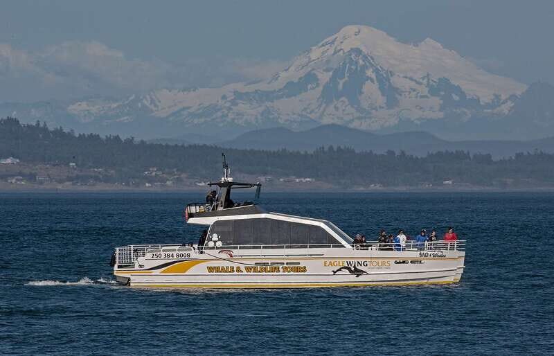 Victoria: Sunset Whale Watching Tour on Semi-Covered Boat - Authentic Experiences from Reviews