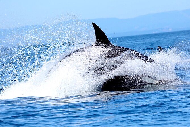 Victoria Ultimate Marine Whale & Wildlife Tour - Key Points
