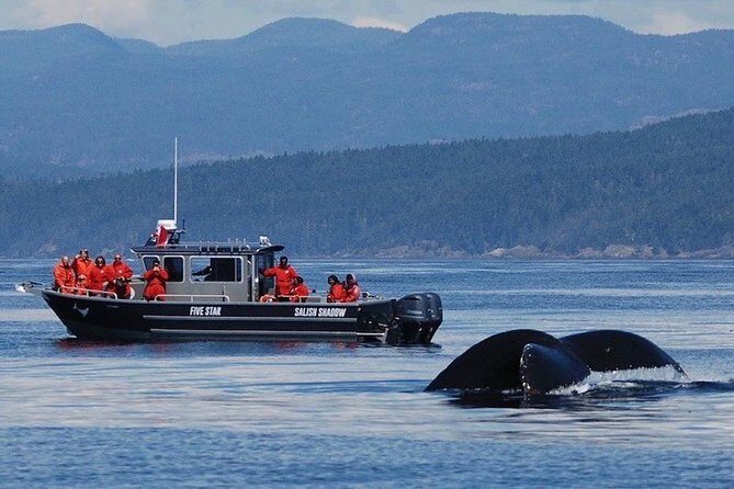 Victoria Ultimate Marine Whale & Wildlife Tour - An In-Depth Look at the Victoria Marine Wildlife Tour