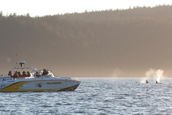 Victoria Whale and Wildlife Cruise - Setting Expectations for Your Wildlife Adventure